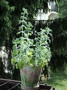zhbobo — 7. srpna 2012