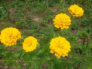 ludmila60 — 8. srpna 2012