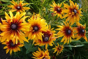 rudbekie...