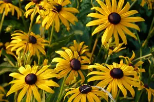 rudbekie...