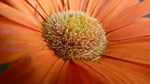 gerbera...