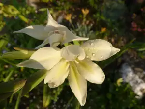 skalková gladiola...