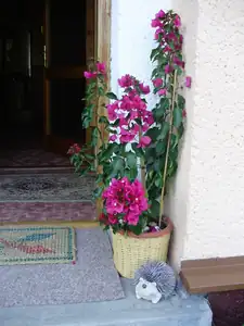 Bugatka