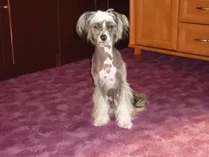 REX