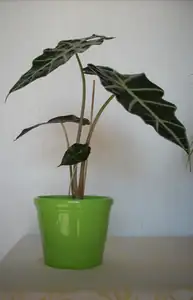 Alokázie