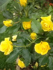 ludmila60 — 11. srpna 2012