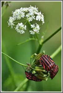 Moth — 21. června 2010