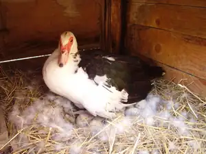 Kačena sedi na vejcich 🙂 takže by o měsic mohly byt zase male kačatka