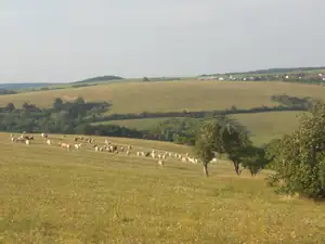 Podvečerní návrat z koupání