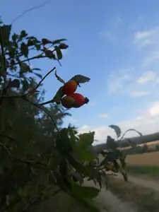 Blízkost podzimu?