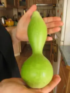 Už jsme ochutnali dvě ty indické okurky,jsou výborné