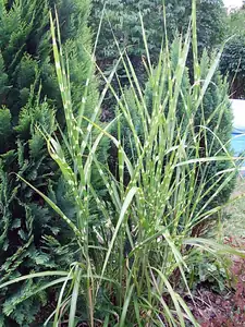 iris66 — 18. srpna 2012