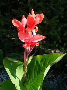 iris66 — 18. srpna 2012