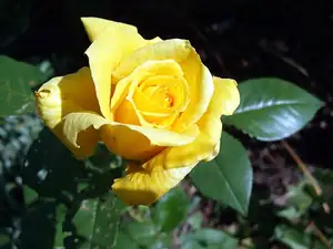 iris66 — 18. srpna 2012