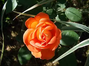 iris66 — 18. srpna 2012