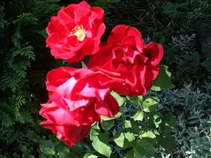 iris66 — 18. srpna 2012
