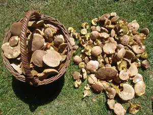 Dnes ráno