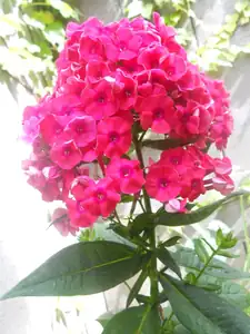 Phlox.. kvetou už podruhé