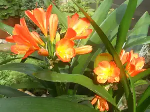 Clivia kvete jen venku