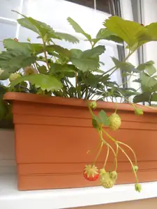 ..a plodí