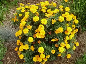 Tagetes jedna rostlinka