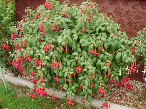 Fuchsie osmiletá