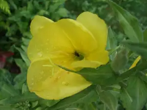 pupalka