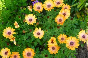 osteospermum...