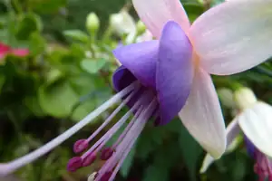 fuchsie...