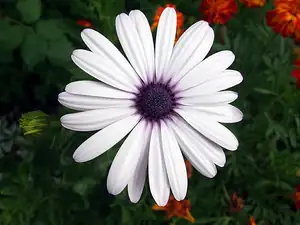 iris66 — 28. srpna 2012