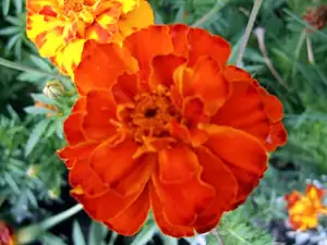iris66 — 28. srpna 2012