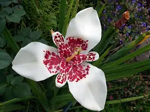 iris66 — 28. srpna 2012