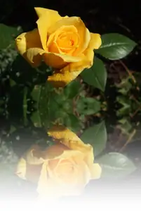 iris66 — 5. září 2012