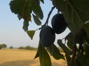Modré nebe, modré stromy...kolorit Slovácka posledních dnů 🙂