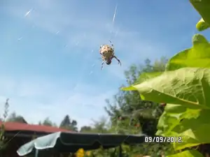 Všude samá pavučina a křižák