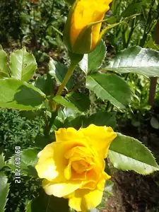 ludmila60 — 9. září 2012
