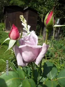 ludmila60 — 9. září 2012