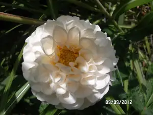 ludmila60 — 9. září 2012