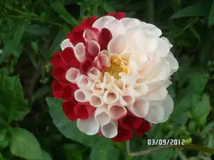 ludmila60 — 9. září 2012