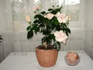 Dnes rozkvetl