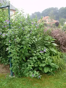 muškatek — 10. září 2012