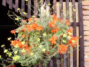 Begonka a bidens