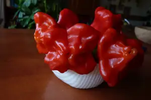 tyto papričky jsem dostala od pana obkladače,co nám pokládá dlažbu ...