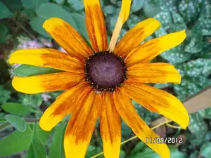 rudbekie