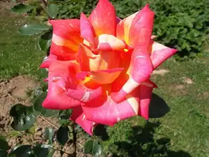 ludmila60 — 11. září 2012