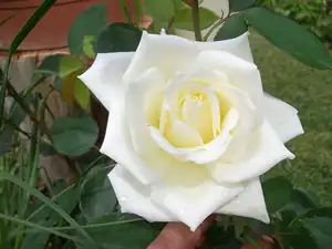 ludmila60 — 11. září 2012