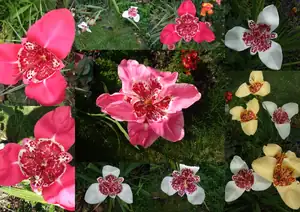 iris66 — 12. září 2012