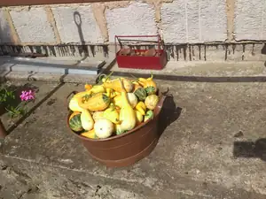 ...v lavoru dýně...