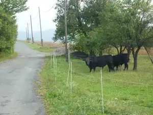 Tonda a Venca- jsou to ale bejci