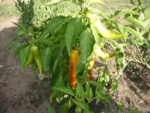 Paprika
